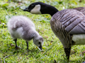 Barnacle Goose x Cackling Goose hybrid